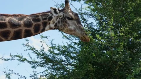 A close-up of a giraffe eating leaves. Stock Footage 231789540