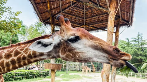 Close-up of giraffe eating leaves Stock Footage 288451877