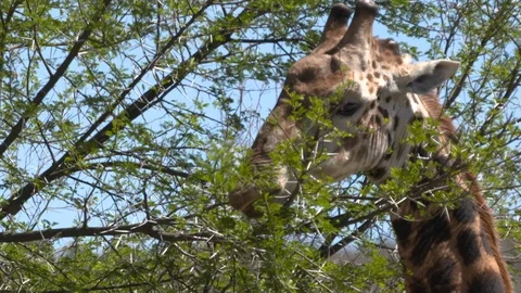 CLOSE UP GIRAFFE EATING LEAVES TREES Stock Footage 87227970