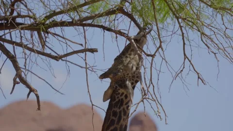 Close up giraffe eating from tree african savanna Stock Footage 284757801