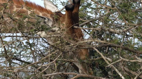 Close-up of a giraffe eating from a tree. Stock Footage 159598975