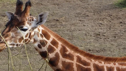 Close up of giraffe eating vegetation Stock Footage 129512160