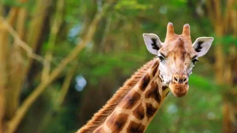 Close Up Giraffe Face Looking at Camera Stock Photos