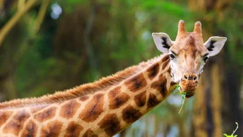 Close Up Giraffe Face Looking at Camera Stock Photos