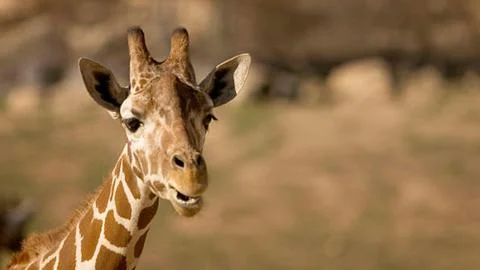 Close Up Giraffe Face Looking at Camera 写真素材