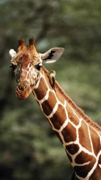 Close Up Giraffe Face Looking at Camera Stock Photos