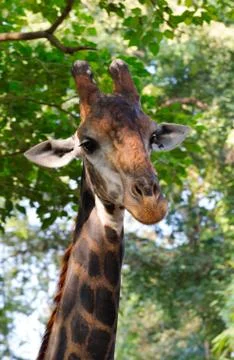 Close up of giraffe face Stock Photos