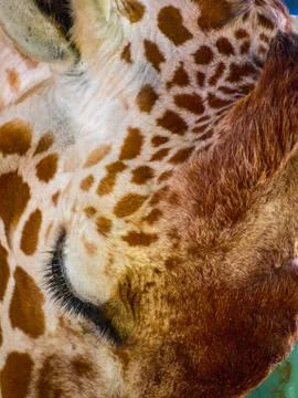 Close Up Giraffe Face Stock Photos