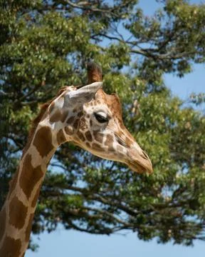 Close-up of a Giraffe face Stock Photos