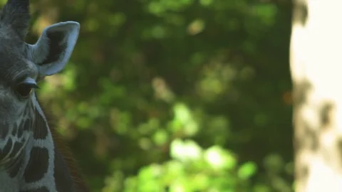 Close- up of a giraffe face in the zoo Stock Footage 103793008