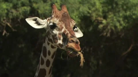 Close Up Of Giraffe Feeding 스톡 동영상 19054449