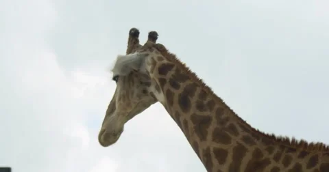 Close up of a giraffe Stock Footage 41399430