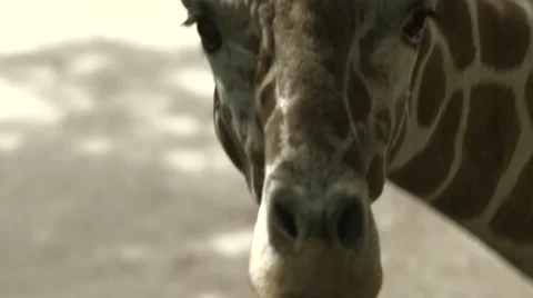 Close up of Giraffe Stock Footage 50911344