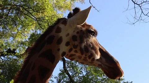 Close-up of a Giraffe Stock Footage 98189240