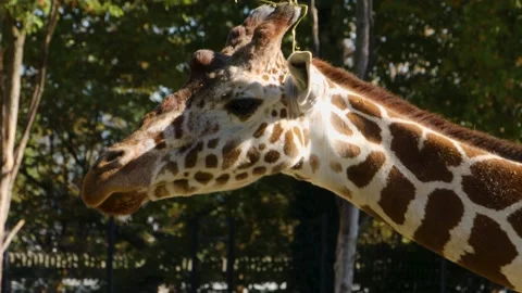 Close up of giraffe Stock Footage 135888672