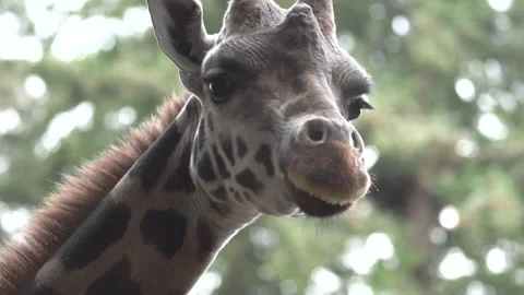 Close up Giraffe Stock Footage 165265317