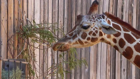 Close up on a giraffe Stock Footage 198124372