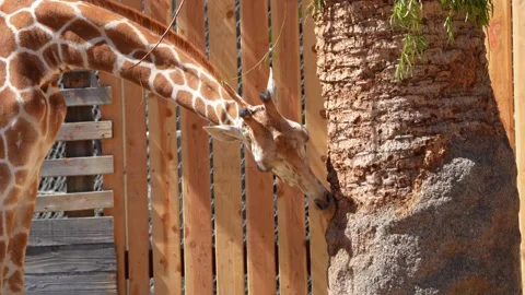 Close up on a giraffe Stock Footage 198124509