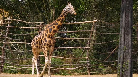Close up of a giraffe Stock Footage 246452637