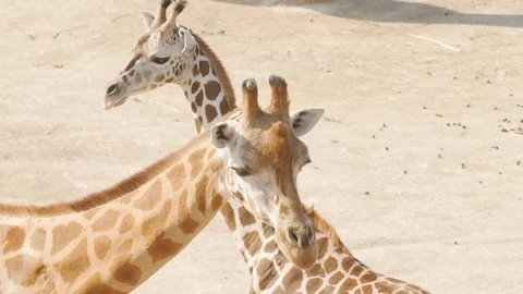 Close-up of a giraffe in front of some green trees Stock Footage 77883868