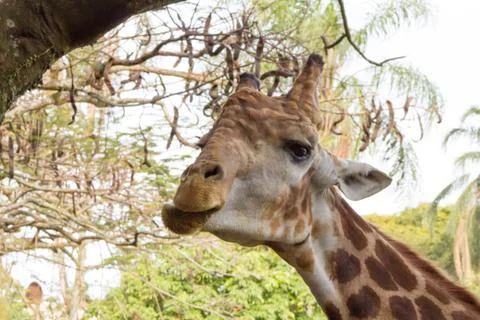 Close-up of a giraffe in front of some green trees Stock Photos