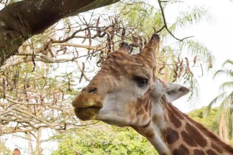 Close-up of a giraffe in front of some green trees Stock Photos