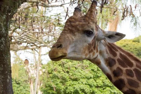 Close-up of a giraffe in front of some green trees Stock Photos