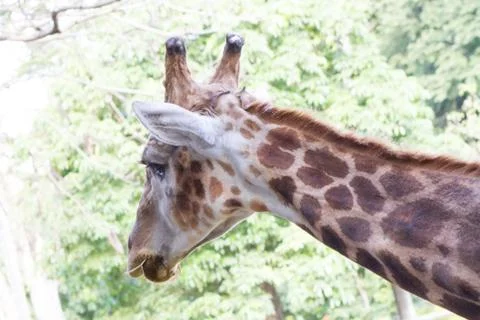 Close-up of a giraffe in front of some green trees Stock Photos