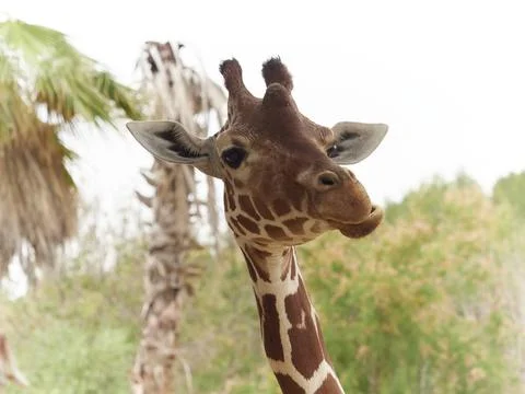 Close-up of a giraffe in front of some palm Stock Photos