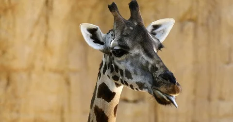 Close-up of a Giraffe Head 1 Stock Footage 80851705
