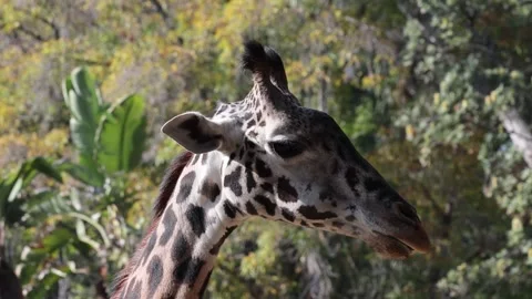 Close up of a giraffe head Video stock 260845684