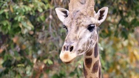 Close up of a giraffe head in nature Stock Footage 106425261