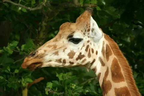 Close up of a giraffe head Stock Photos