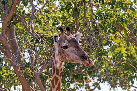 Close up of a giraffe head Stockfoto's