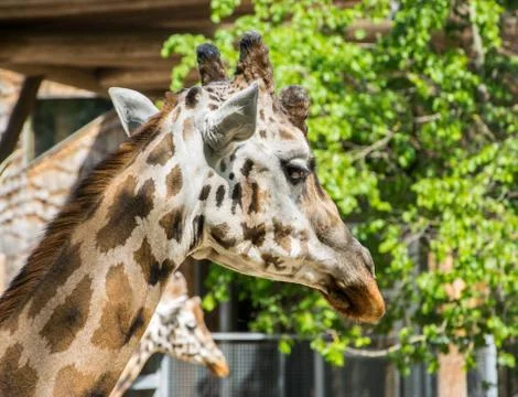 Close up of giraffe head. Portrait of a giraffe in profile. Stock Photos