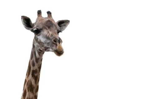 Close up of a giraffe Ilustração Stock