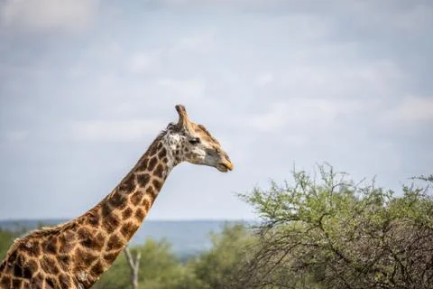 Close up of a Giraffe in the Kruger. Foto stock