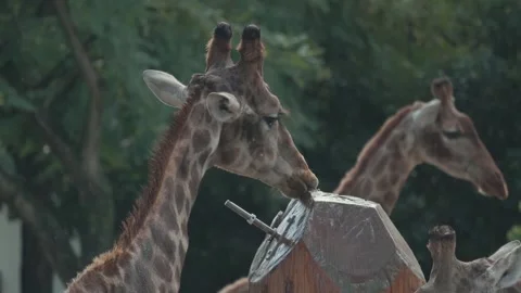 Close-up of giraffe licking a salt block in a zoo Stock Footage 326557691