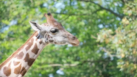 Close-up of a giraffe looking at the camera against a background of green trees Stock Footage 252743317