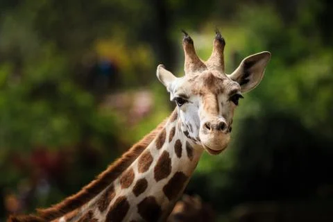 Close-up of giraffe looking in the camera Stock Photos