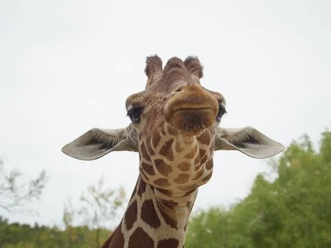 Close-up of a giraffe looking at the camera Stock Photos