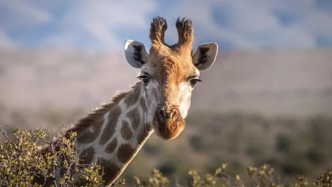 Close Up of Giraffe Looking at Camera in Safari Landscape Stock Footage 336267978