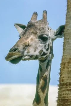 Close up of a giraffe next to a palm tree Stock Photos
