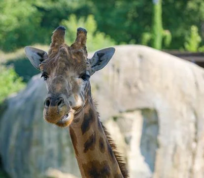 Close-up of giraffe in park Stock Photos
