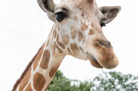 Close up giraffe Stock Photos