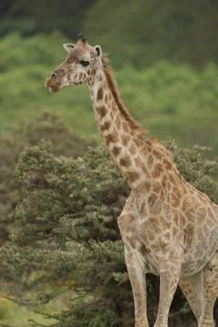 Close-up of a Giraffe Stock Photos