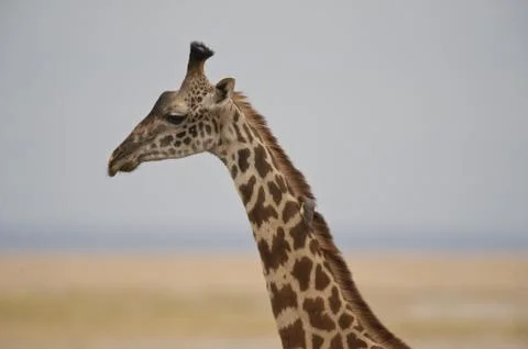 Close-up of a Giraffe Stock Photos