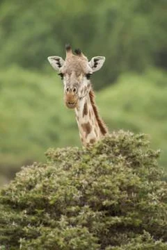 Close-up of a Giraffe Stock Photos