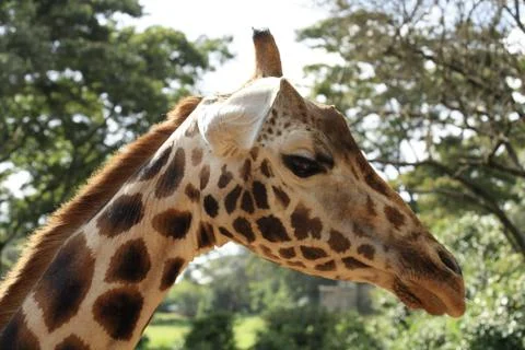 Close up to a Giraffe Stock Photos