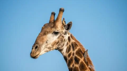 Close up of giraffe Stock Photos